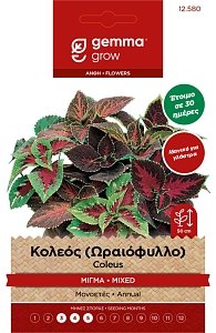 Gemma Κολεός Ωραιόφυλλο – Σπόροι Γλάστρας Φάκελος