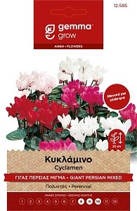 Gemma Κυκλάμινο Γίγας Περσίας Μίγμα – Σπόροι Γλάστρας Φάκελος