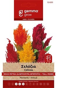 Σελόσια Ψηλή Μονή Μίγμα Gemma – Σπόροι Κατακόρυφης Ανθοφορίας