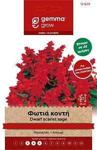 Gemma Φωτιά Νάνα – Σπόροι για Μπορντούρα & Γλάστρα