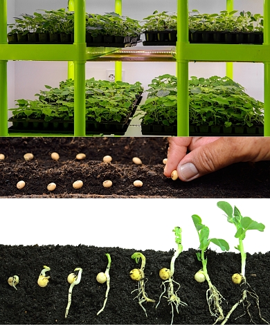 Η επιτυχία της καλλιέργειας ξεκινά από τον σπόρο. Στο Agrol.gr θα βρεις μεγάλη ποικιλία από πιστοποιημένους σπόρους λαχανικών, κηπευτικών και επαγγελματικών καλλιεργειών, με υψηλή βλαστικότητα και ομοιόμορφη ανάπτυξη. Επίλεξε σπόρους που εξασφαλίζουν γρήγορη εγκατάσταση, ανθεκτικότητα στις ασθένειες και μέγιστη απόδοση της παραγωγής σου.