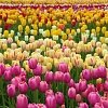 Τουλίπα Βολβός (Tulipa) για Γλάστρα και Κήπο