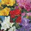 Φρέζια Διπλή Βολβός (Freesia) – Αρωματική για Γλάστρα, Κήπο & Βάζο