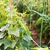 Δίχτυ Αναρριχώμενων Φυτών GRASHER 2x5m HDPE
