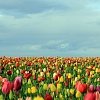 Τουλίπα Βολβός (Tulipa) για Γλάστρα και Κήπο