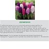 Ζουμπούλι Βολβός (Υάκινθος) Αρωματικός – 1 Τεμάχιο