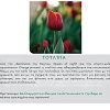 Τουλίπα Βολβός (Tulipa) για Γλάστρα και Κήπο