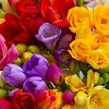 Φρέζια Διπλή Βολβός (Freesia) – Αρωματική για Γλάστρα, Κήπο & Βάζο