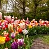 Τουλίπα Βολβός (Tulipa) για Γλάστρα και Κήπο