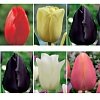 Τουλίπα Βολβός (Tulipa) για Γλάστρα και Κήπο