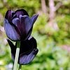 Τουλίπα Βολβός (Tulipa) για Γλάστρα και Κήπο