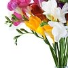 Φρέζια Διπλή Βολβός (Freesia) – Αρωματική για Γλάστρα, Κήπο & Βάζο