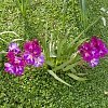 Φρέζια Διπλή Βολβός (Freesia) – Αρωματική για Γλάστρα, Κήπο & Βάζο