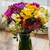 Φρέζια Διπλή Βολβός (Freesia) – Αρωματική για Γλάστρα, Κήπο & Βάζο