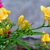 Φρέζια Διπλή Βολβός (Freesia) – Αρωματική για Γλάστρα, Κήπο & Βάζο