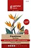 Gemma Στρελίτσια Σπόροι – Πολυετές για Κομμένο Λουλούδι