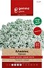 Άλυσσος Λευκός Νάνος Σπόροι Gemma – Μονοετές Αρωματικό για Παρτέρια & Γλάστρες