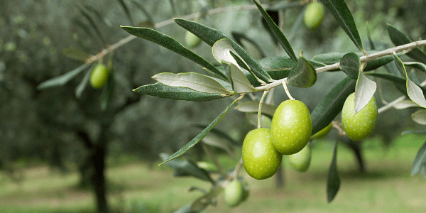 Προϊόντα Ελαιοσυλλογής