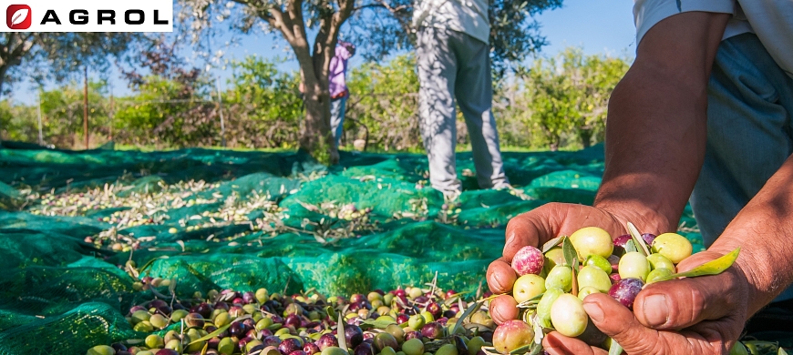 Ελαιοσυλλογή 2025 – Έτοιμος για απόδοση;